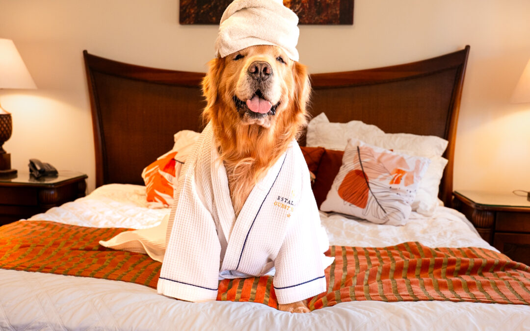 Seu pet também merece férias cinco estrelas — e a Estaleiro Guest House é o refúgio perfeito